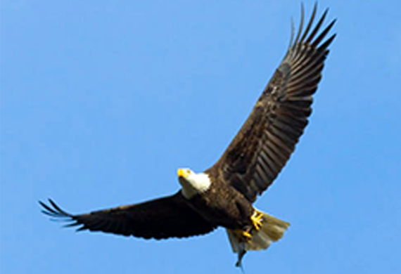 Bald Eagle with Fish by US Fish & Wildlife Service